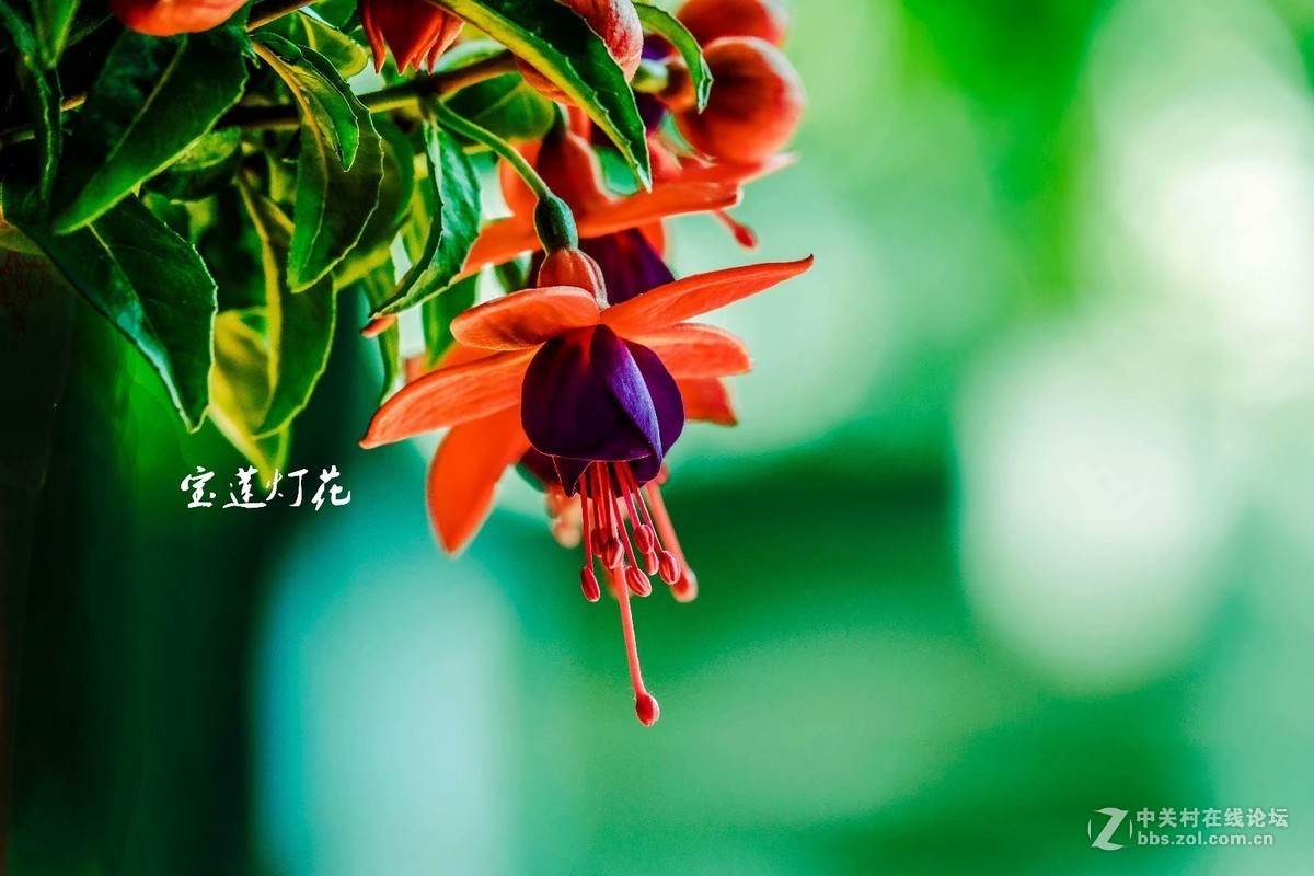宝莲灯花