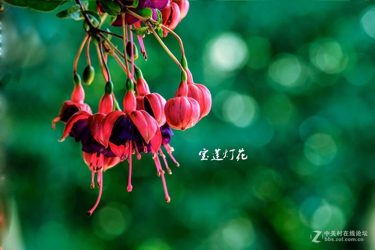 宝莲灯花