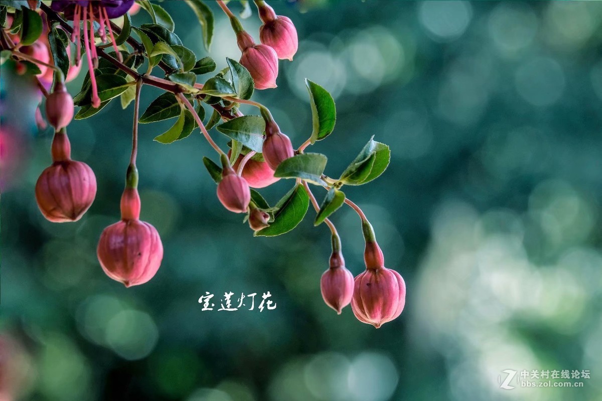 宝莲灯花