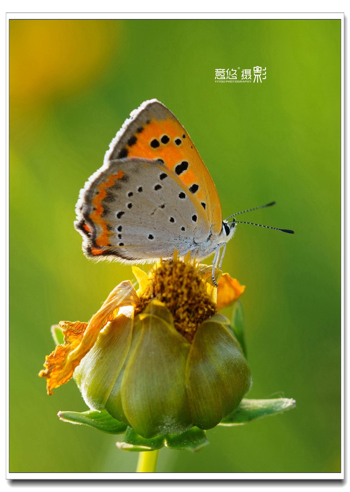 微距镜头下的蝴蝶世界