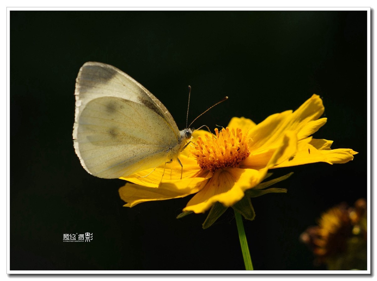 微距镜头下的蝴蝶世界