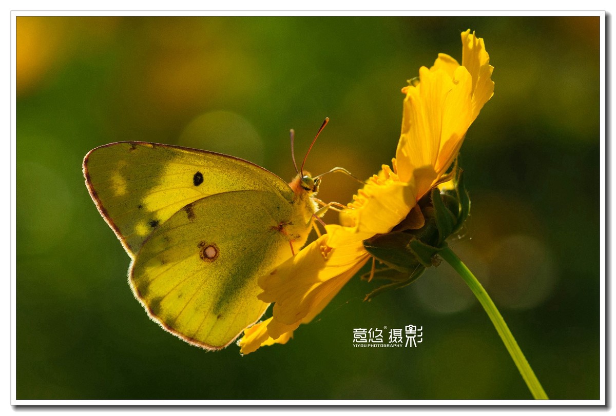 微距镜头下的蝴蝶世界