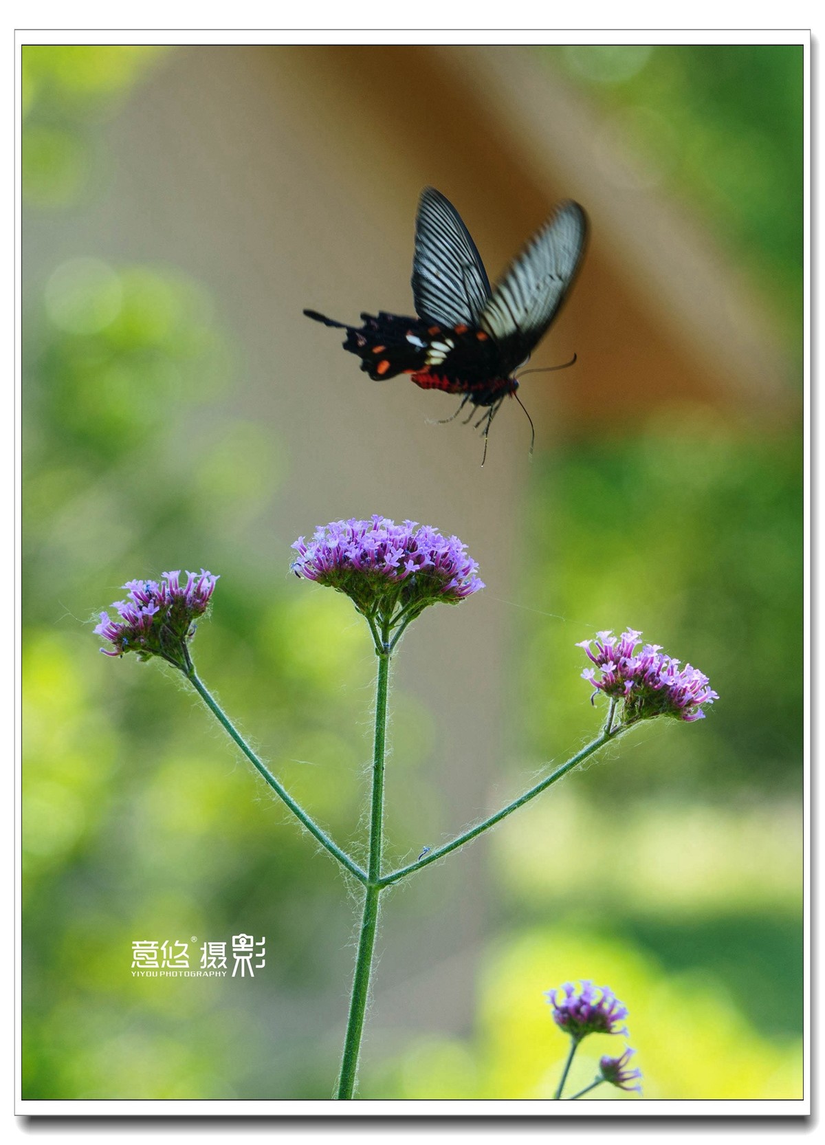 微距镜头下的蝴蝶世界