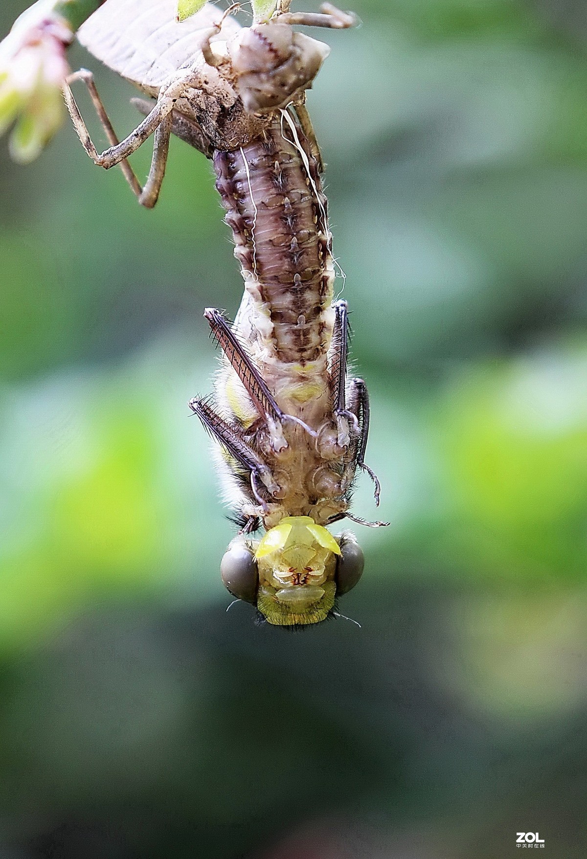 蜻蜓蜕变201