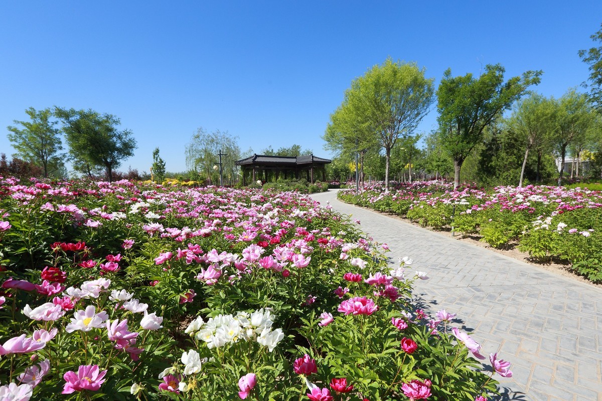 银川花博园芍药