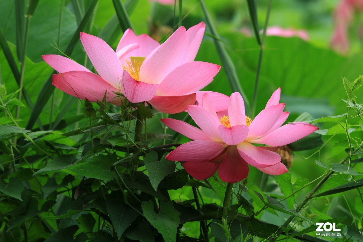 2019年荷花