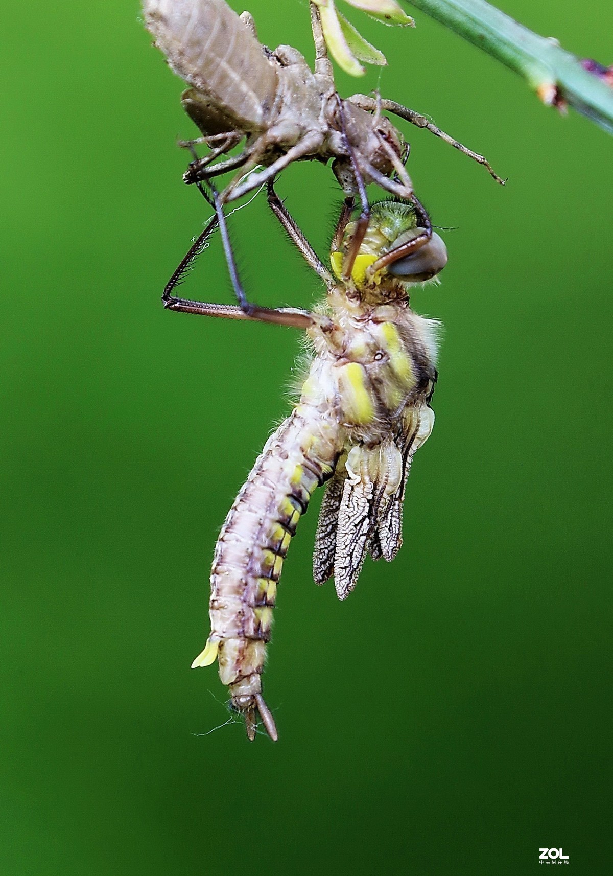 蜻蜓蜕变201
