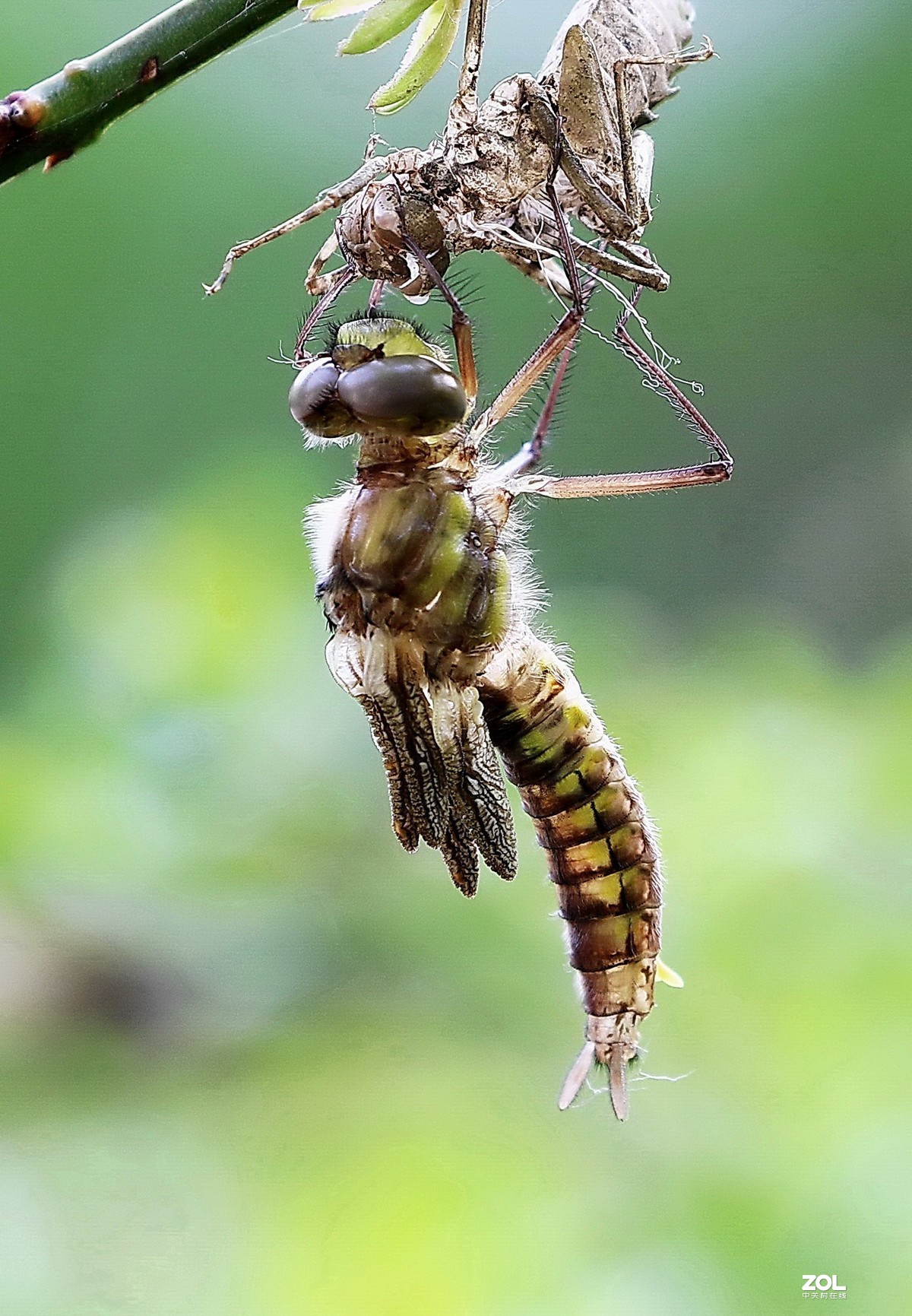 蜻蜓蜕变201