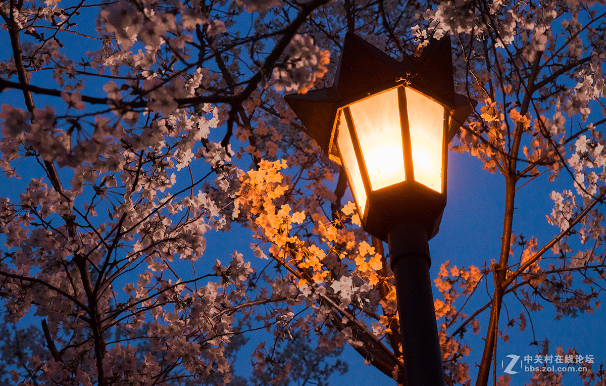 雞鳴寺夜櫻花