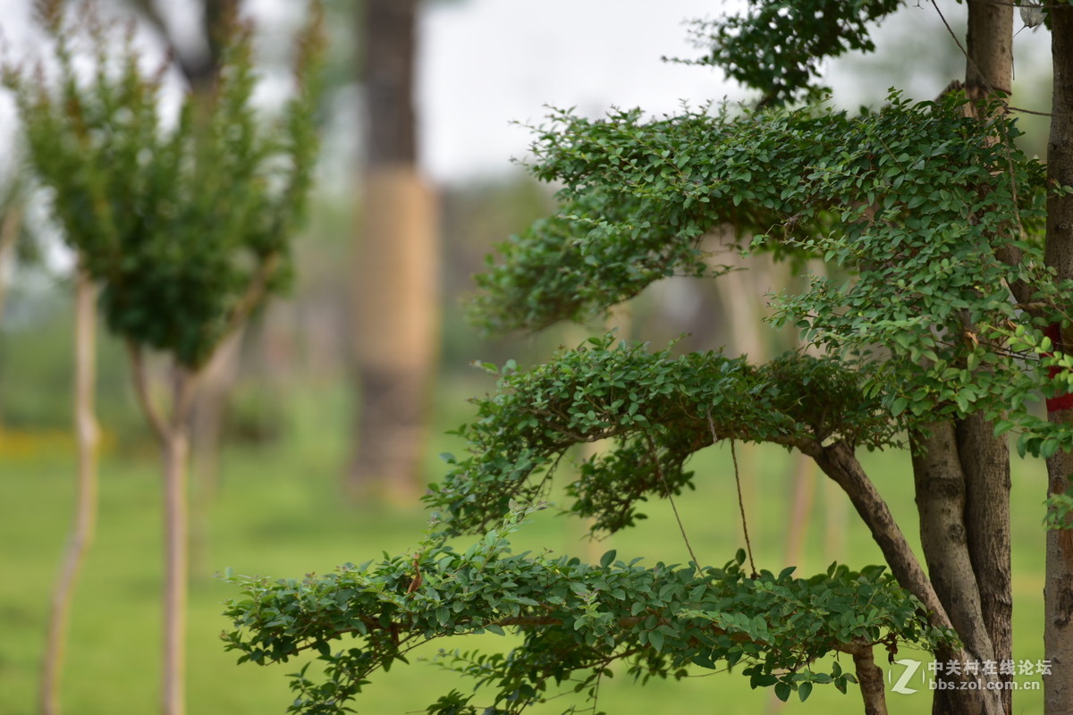 D750试拍，无后期。