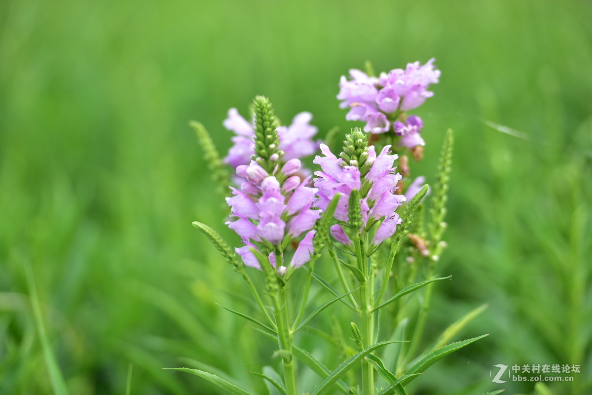 D750试拍，无后期。