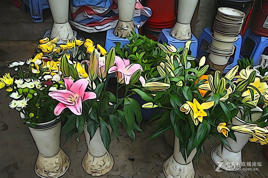 家里的植物和花店的花（插图效果）