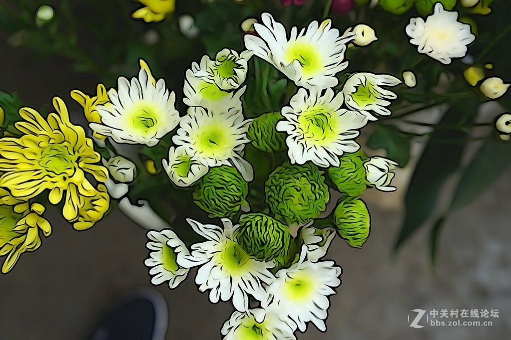 家里的植物和花店的花（插图效果）