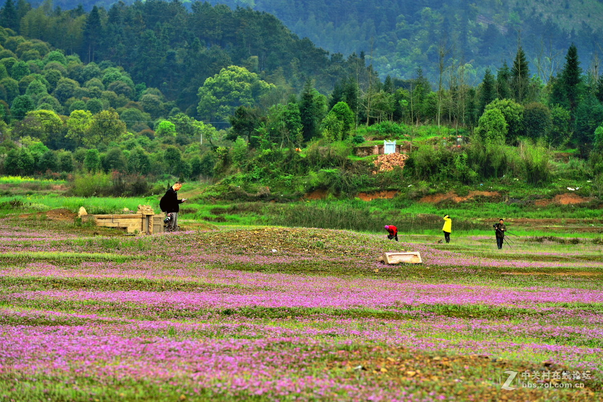 在那紫云英花开的地方专题拍摄之五