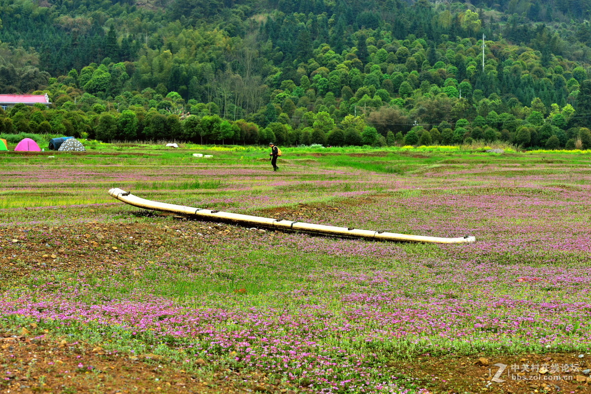在那紫云英花开的地方专题拍摄之五