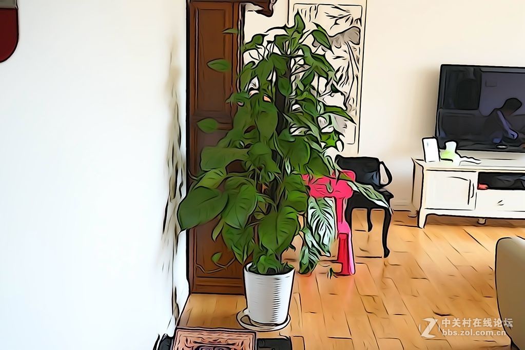 家里的植物和花店的花（插图效果）