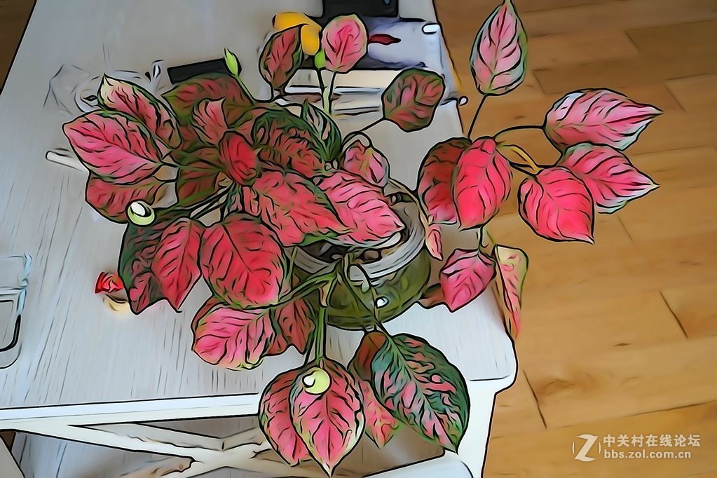 家里的植物和花店的花（插图效果）