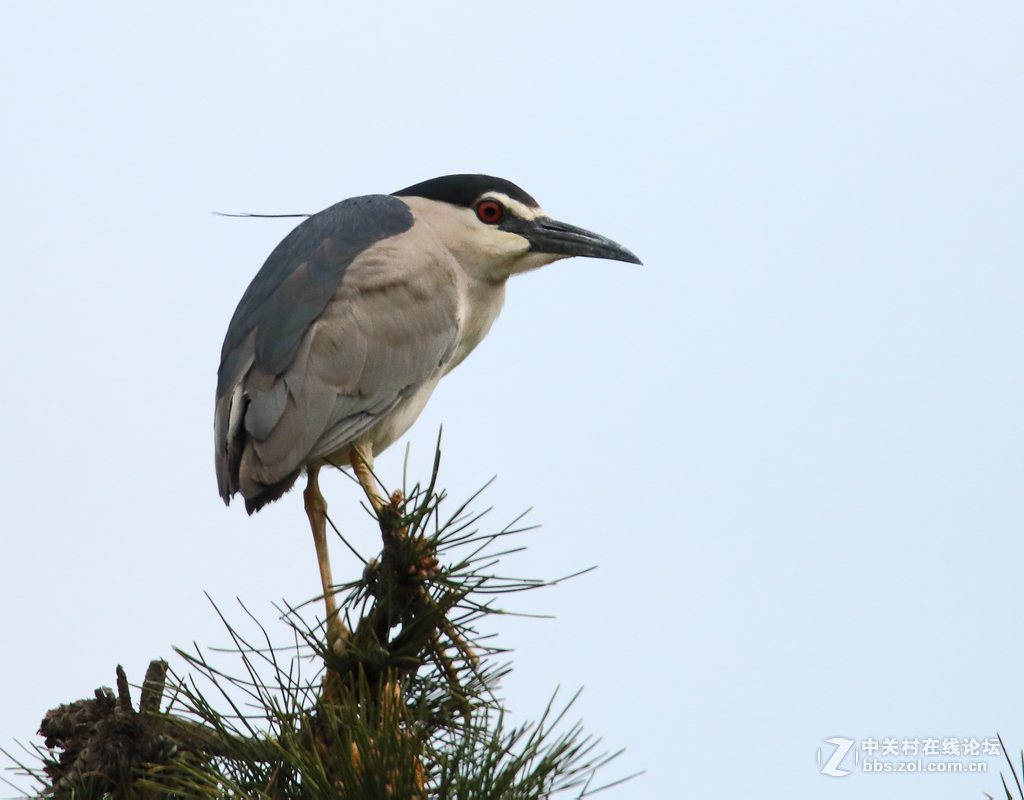 这个大概就是苍鹭吧？