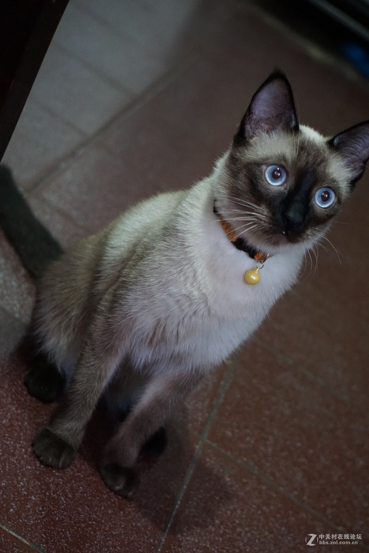 《两只喵子》之票弟