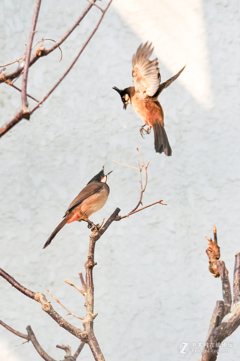 D750+适马APO 150-500mm f/5-6.3 DG OS HSM镜头拍笼中鸟