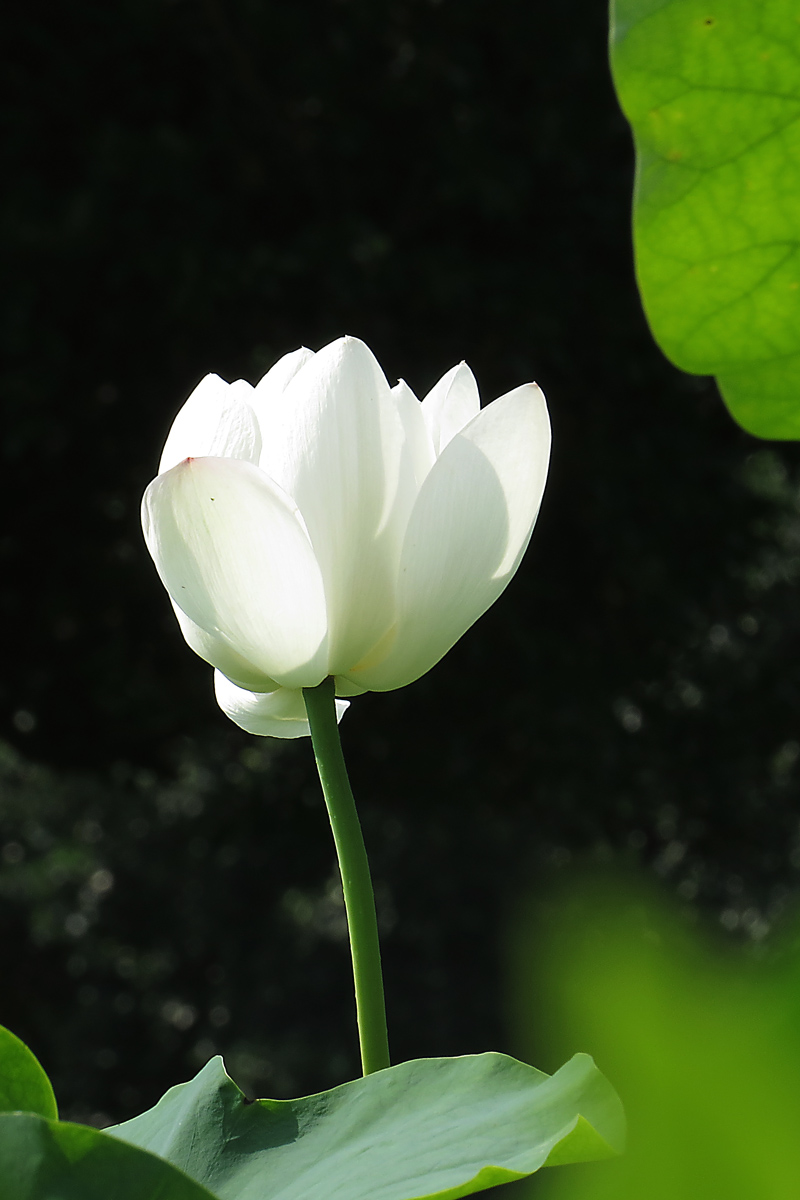 冰清玉洁白莲花