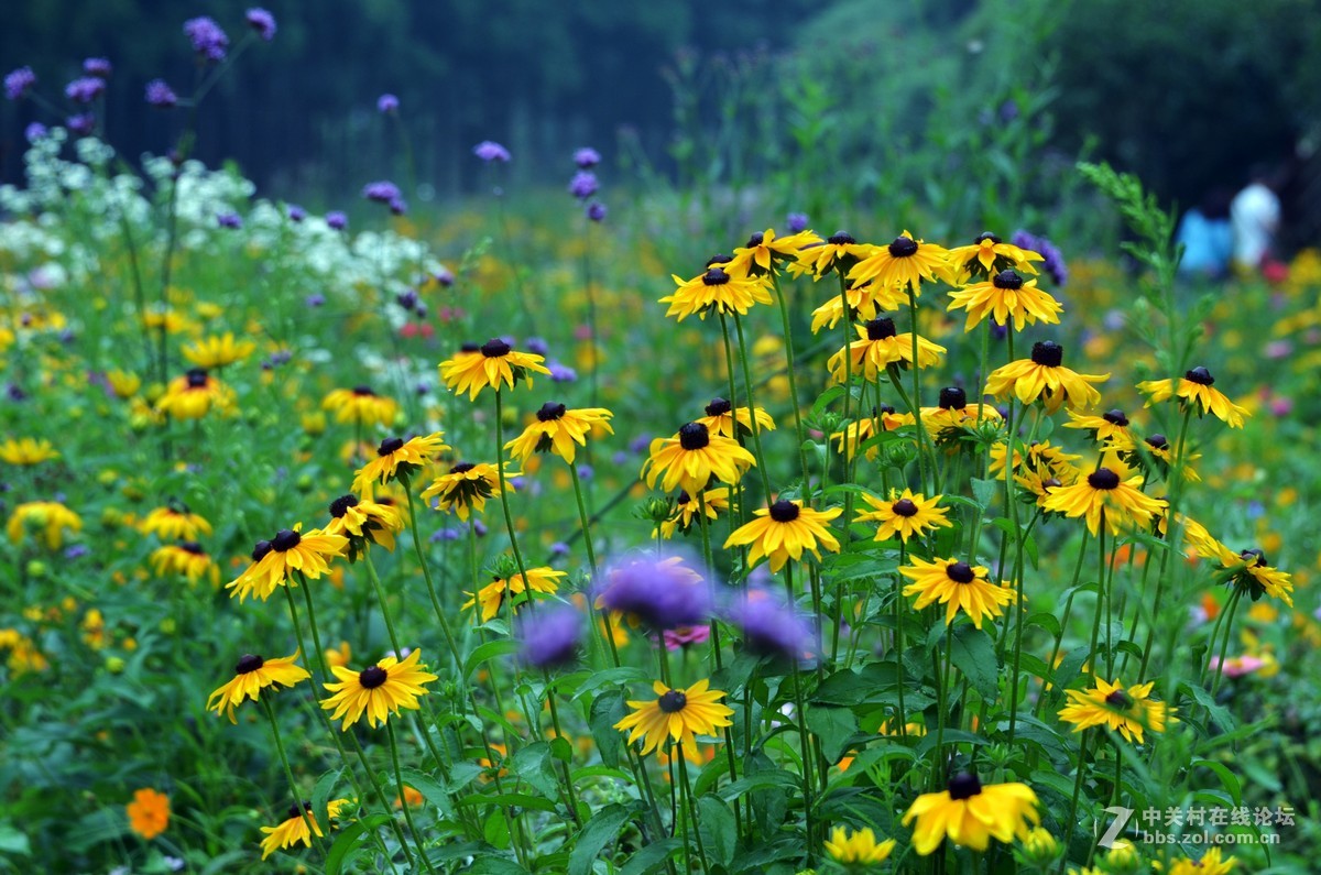幽幽青城山山前花烂漫