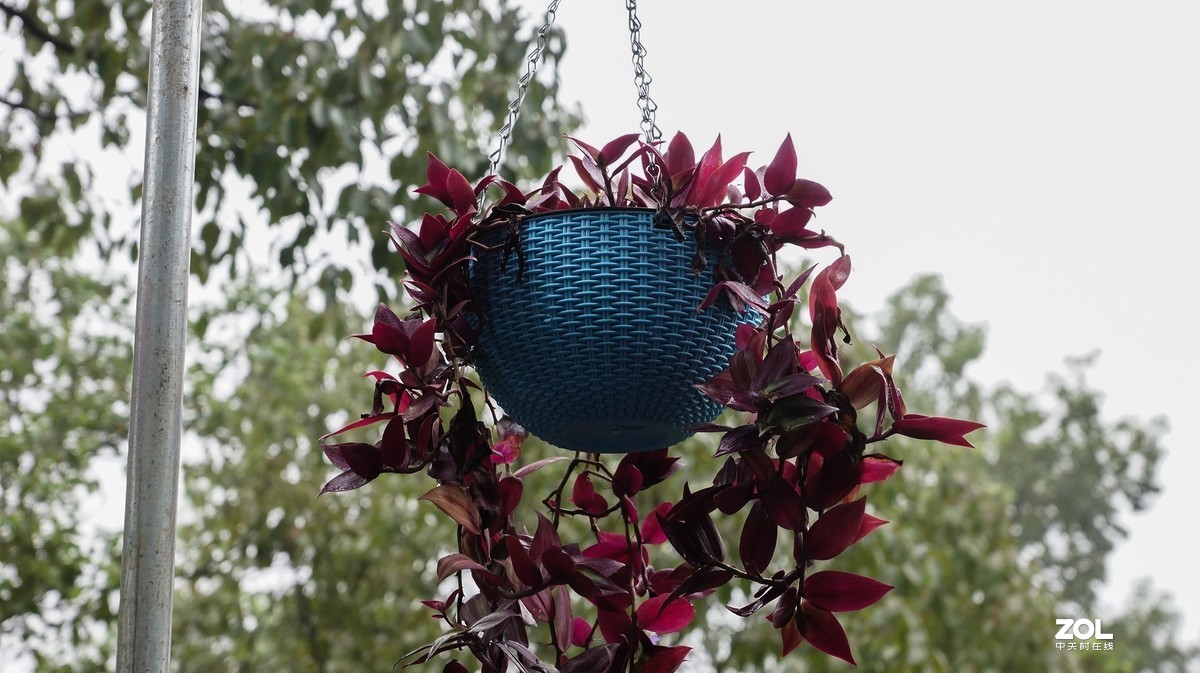 重庆南山-小有天农家乐小景