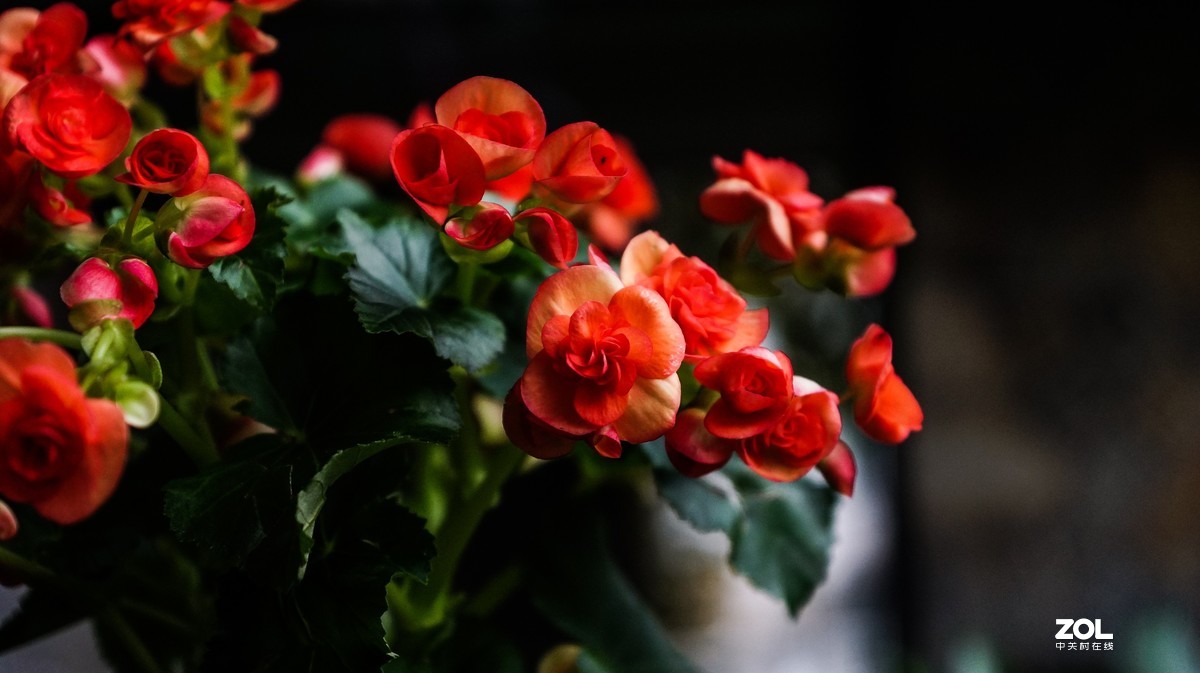 重庆南山-小有天农家乐小景