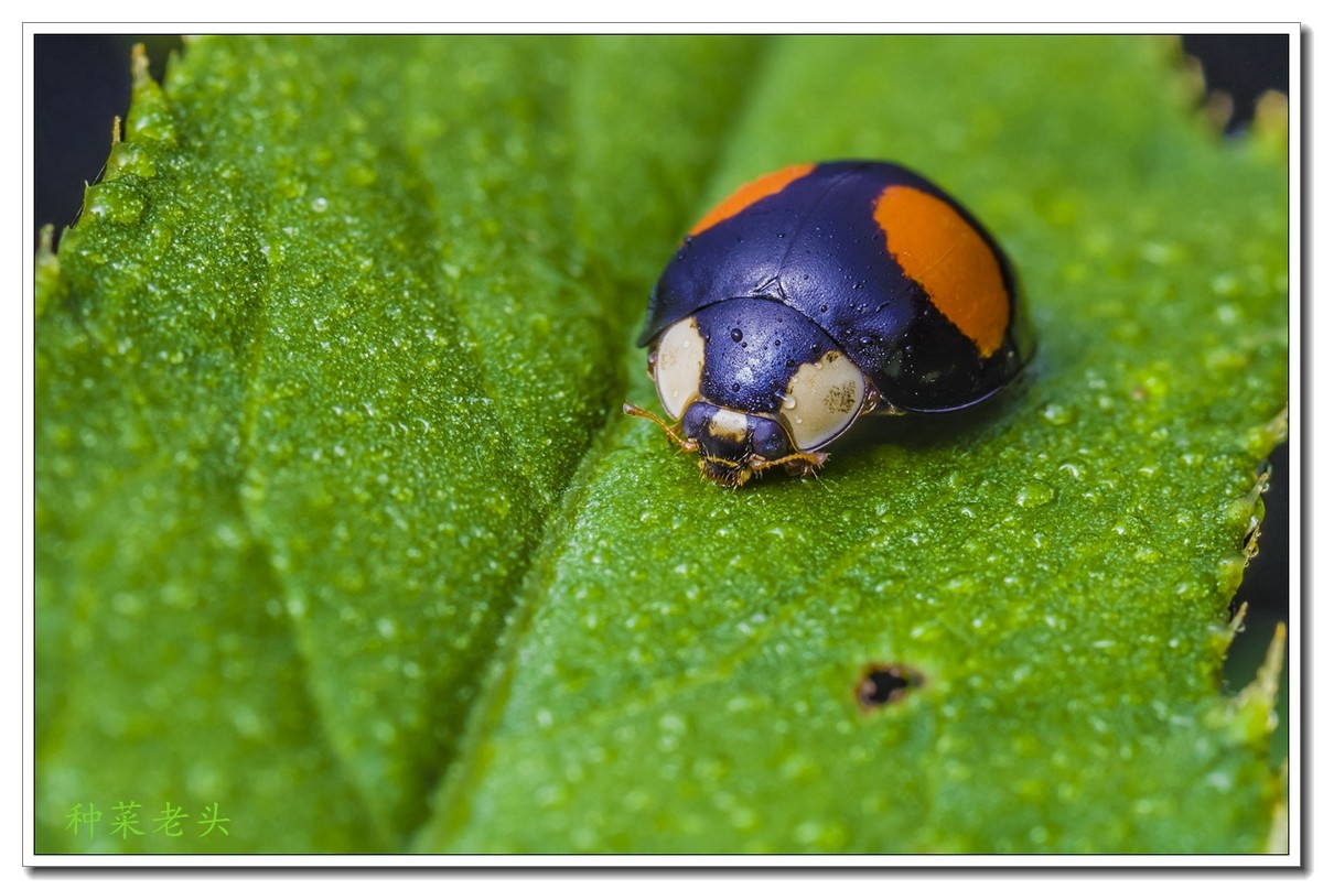 豆娘,虎甲,瓢虫,蟓甲