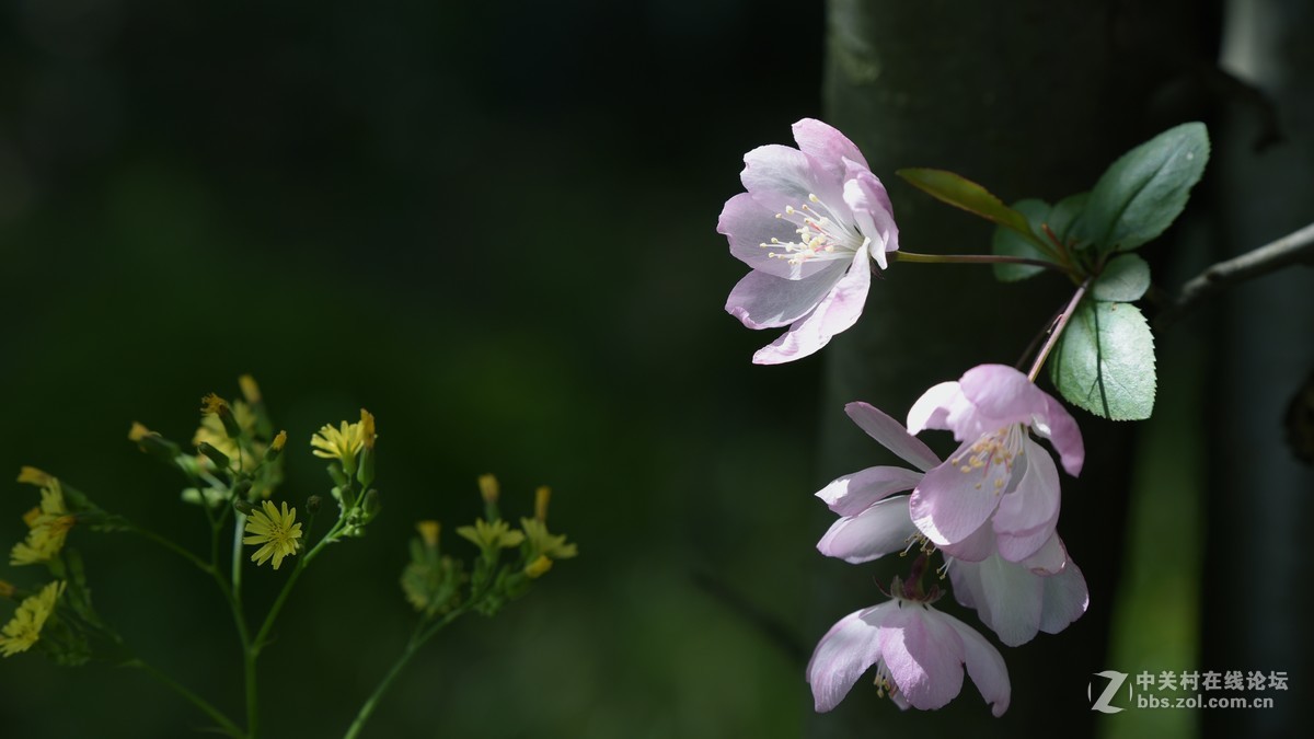 新手刚学用单反，请老师们批评指导
