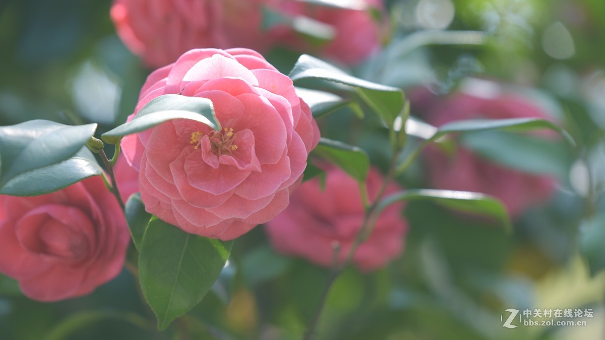 新手刚学用单反，请老师们批评指导