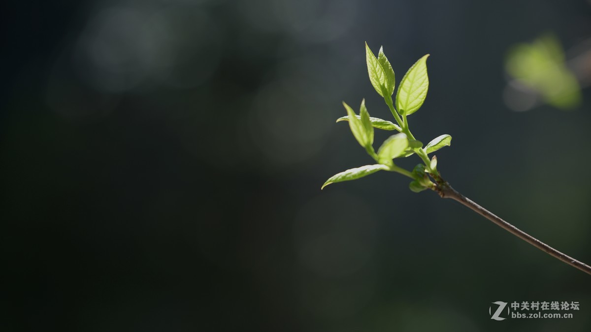 新手刚学用单反，请老师们批评指导