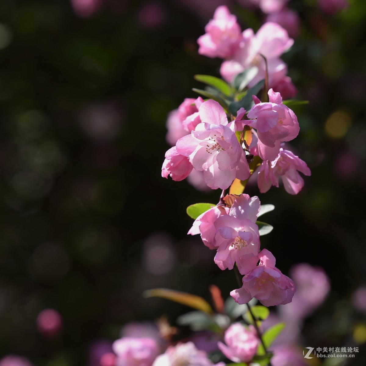 新手刚学用单反，请老师们批评指导
