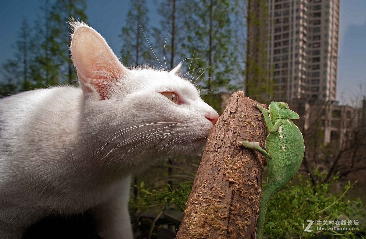 国产老蛙15广角微距超景深镜头测试完成