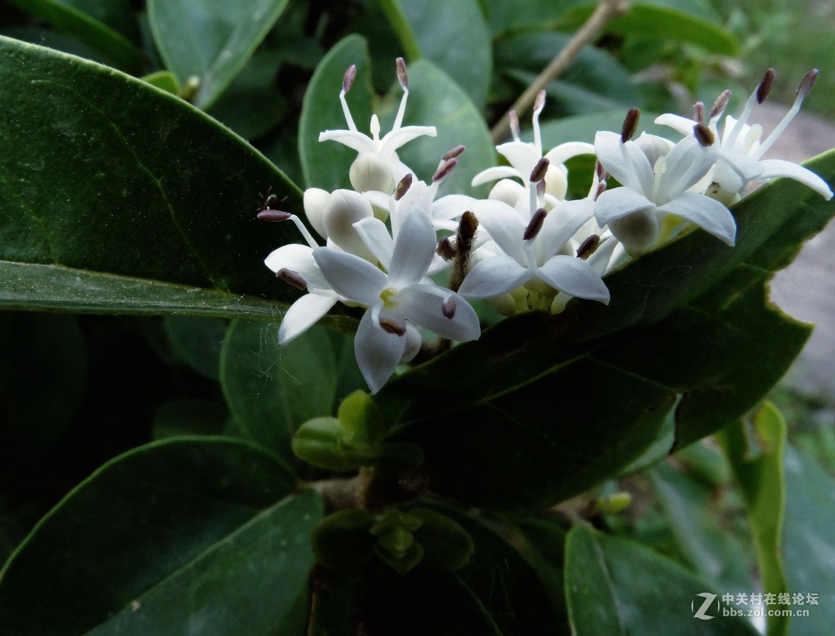 小叶冬青的花