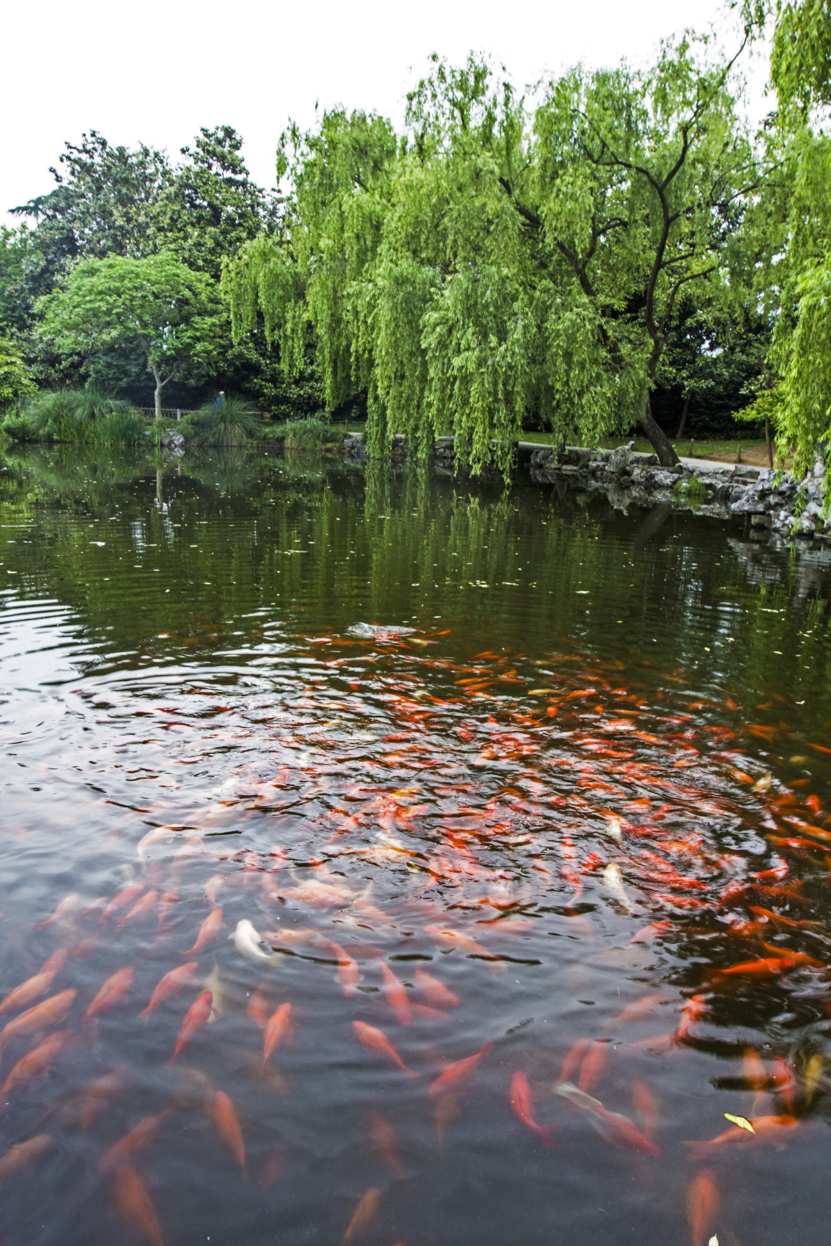 杭州行之花港观鱼