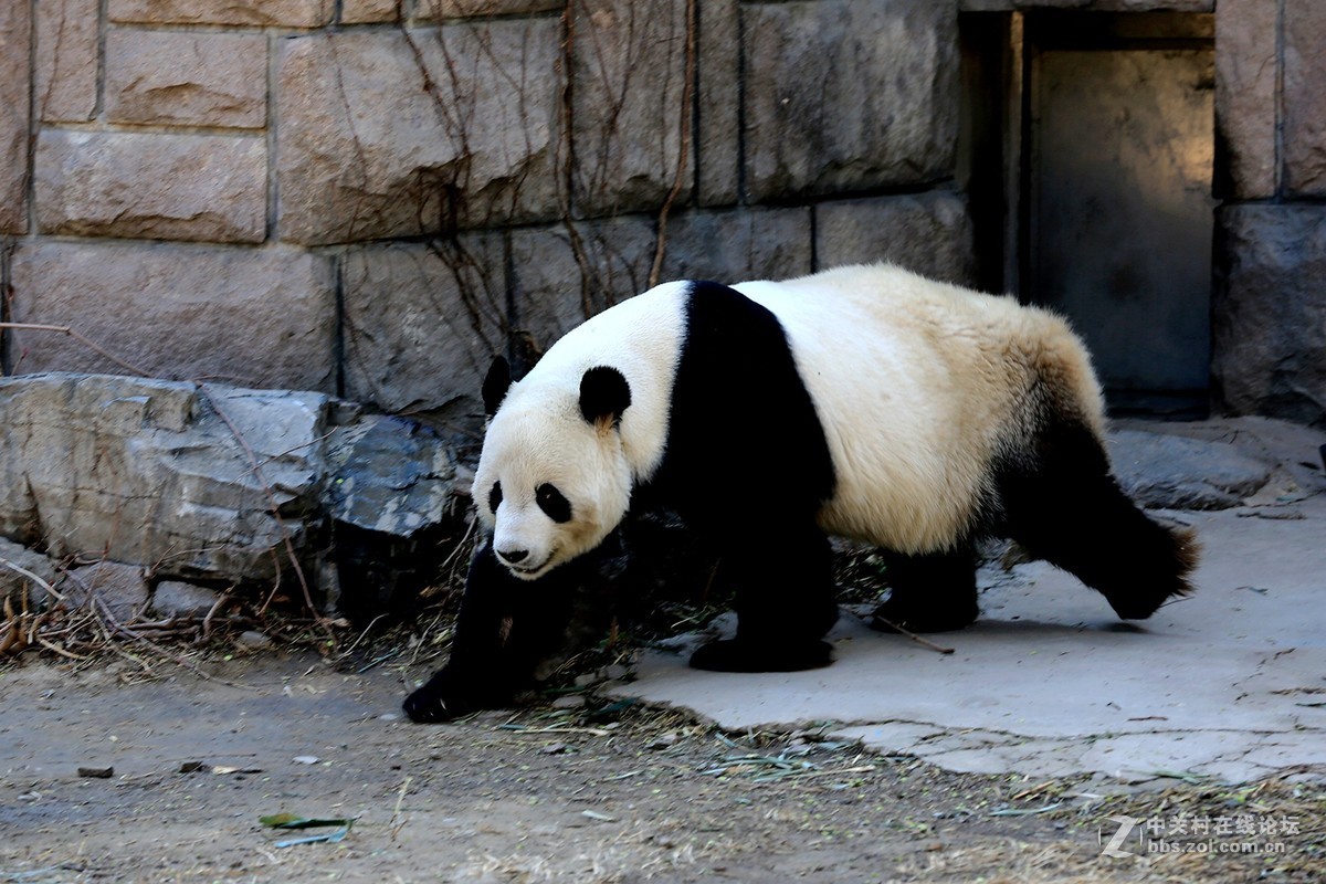 大熊貓北京動物園拍攝