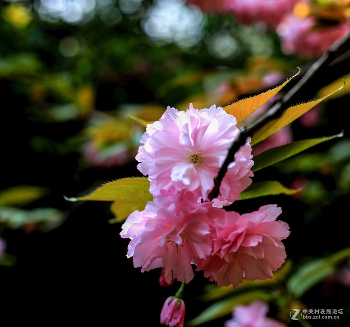体验一下50mm1.8stm。