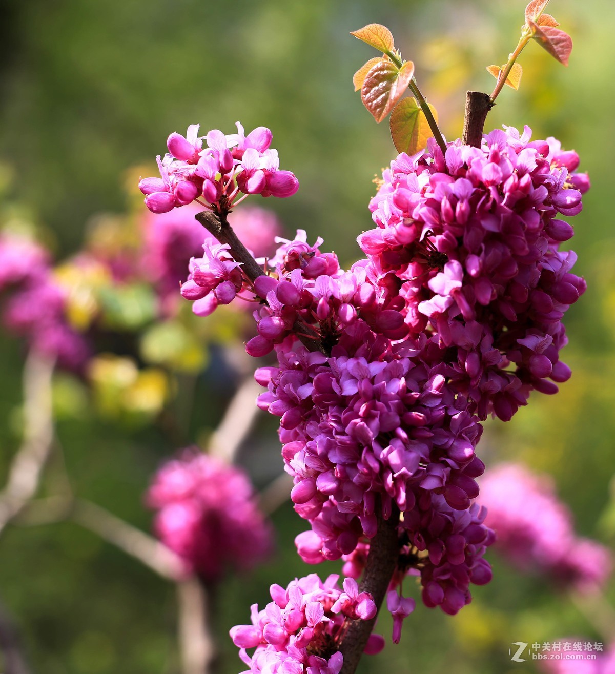 体验一下50mm1.8stm。