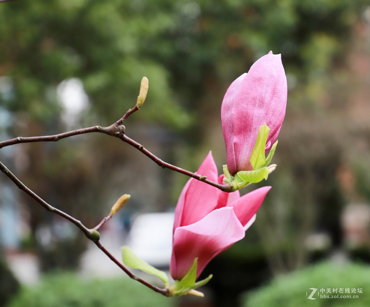 体验一下50mm1.8stm。