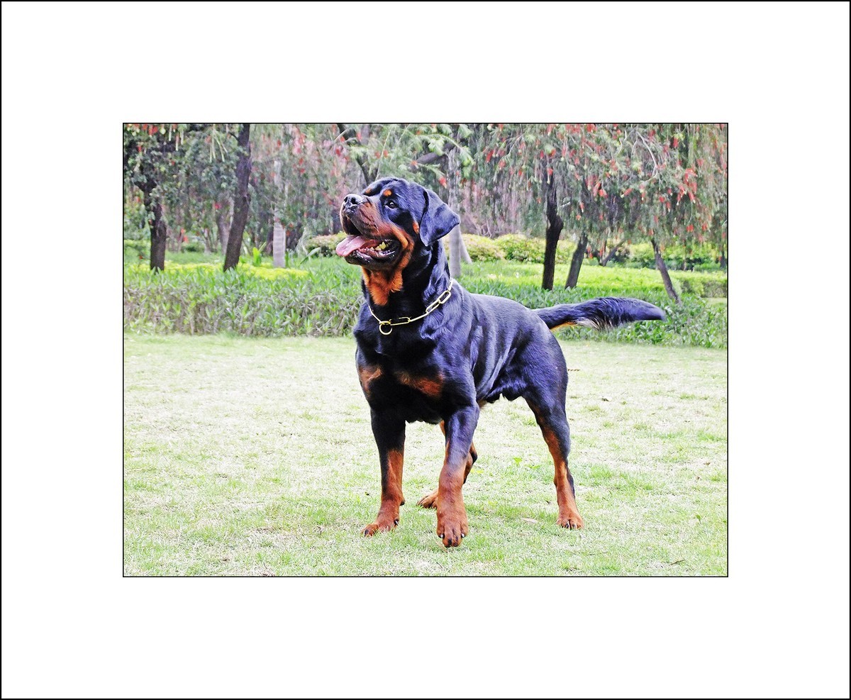 狗 罗威纳犬 品种 - Pixabay上的免费照片