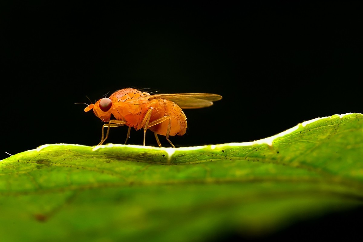 蝇