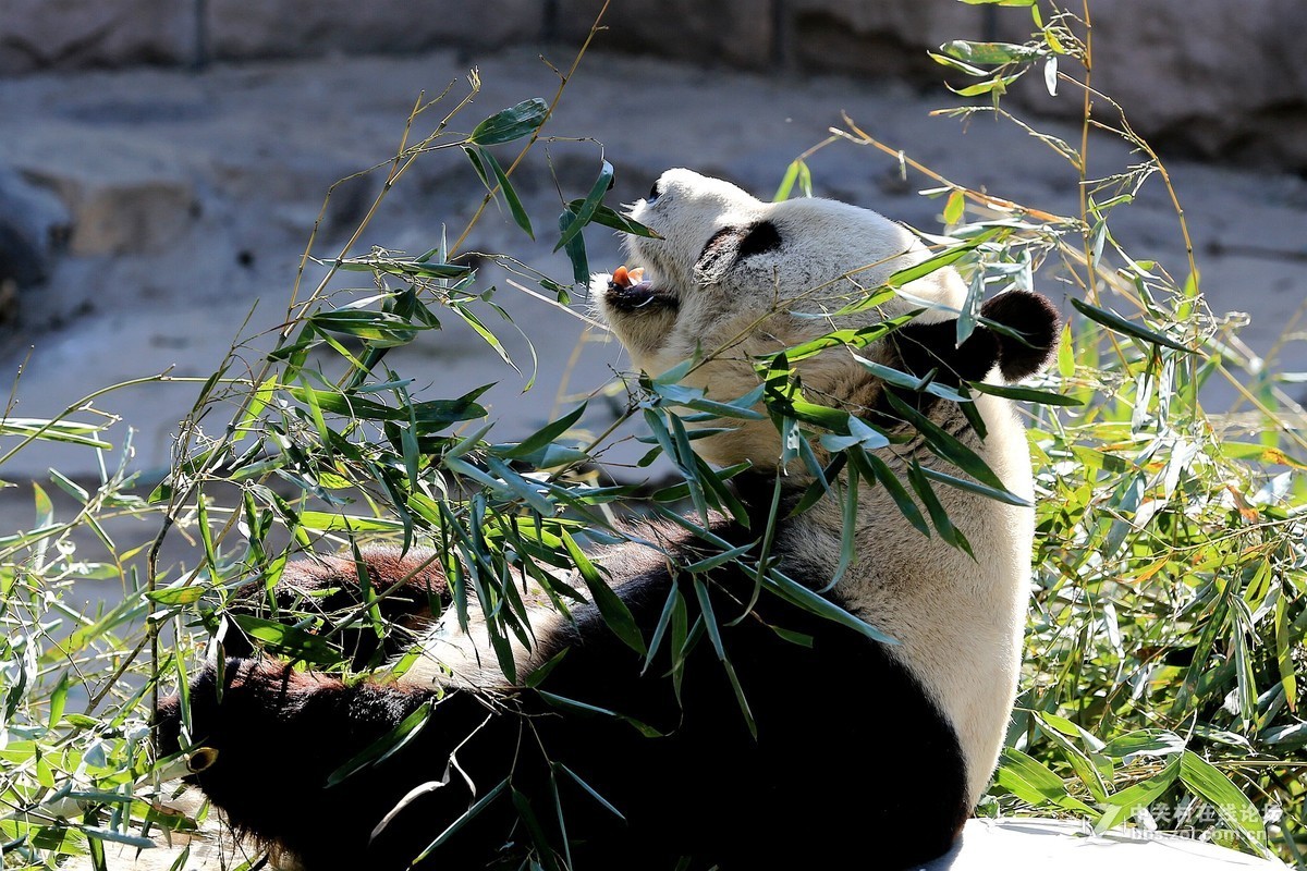 大熊貓北京動物園拍攝