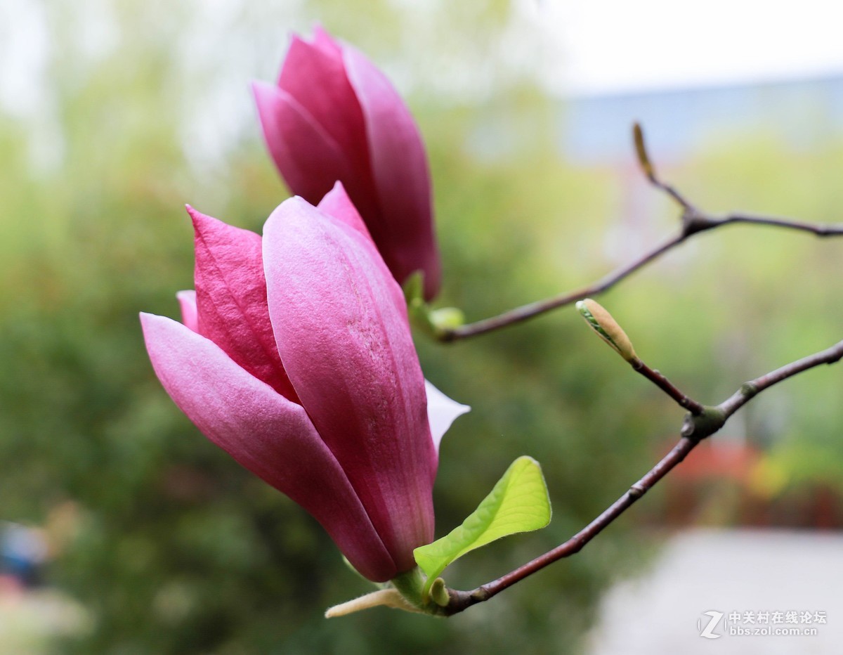 体验一下50mm1.8stm。