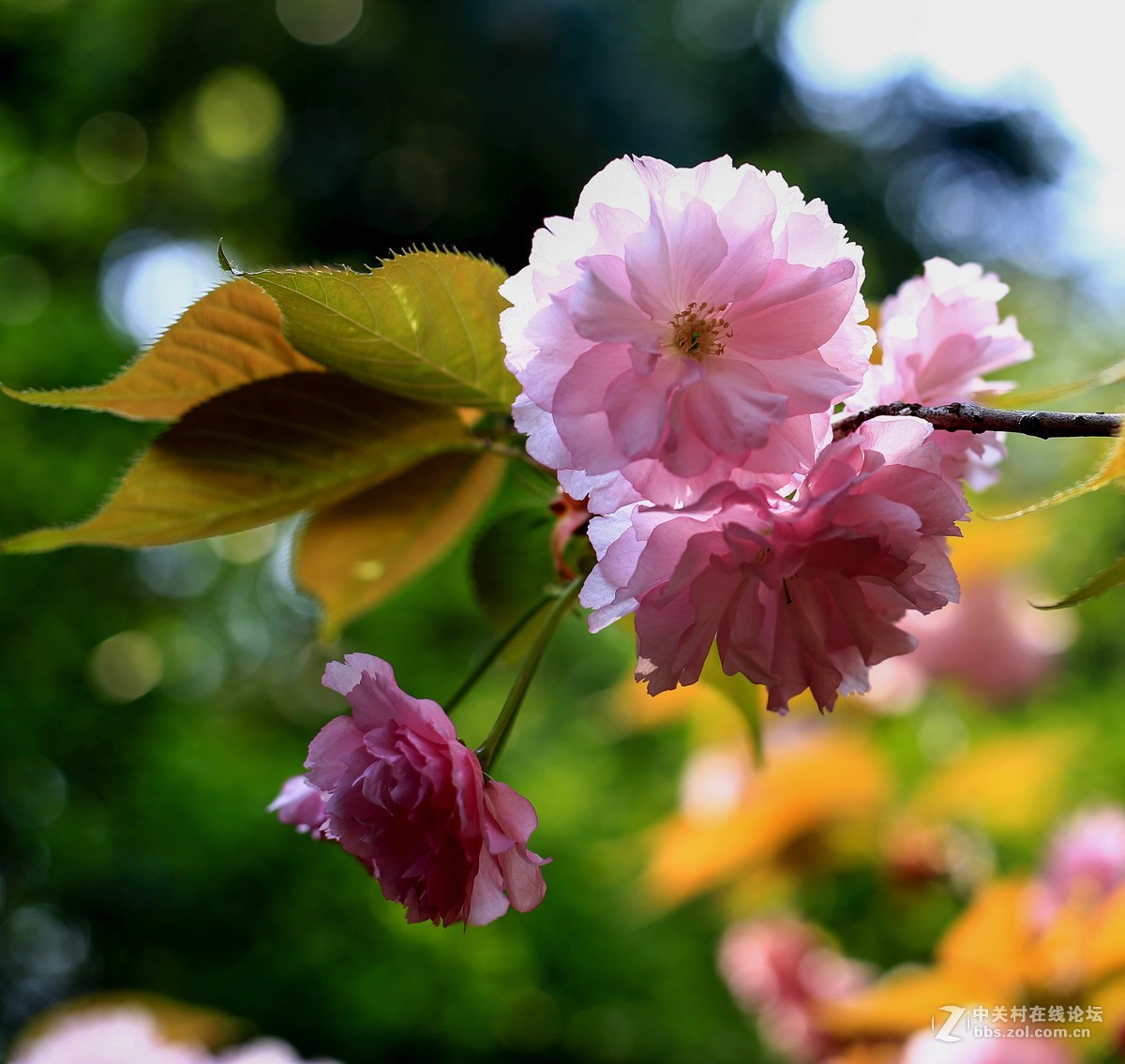 体验一下50mm1.8stm。