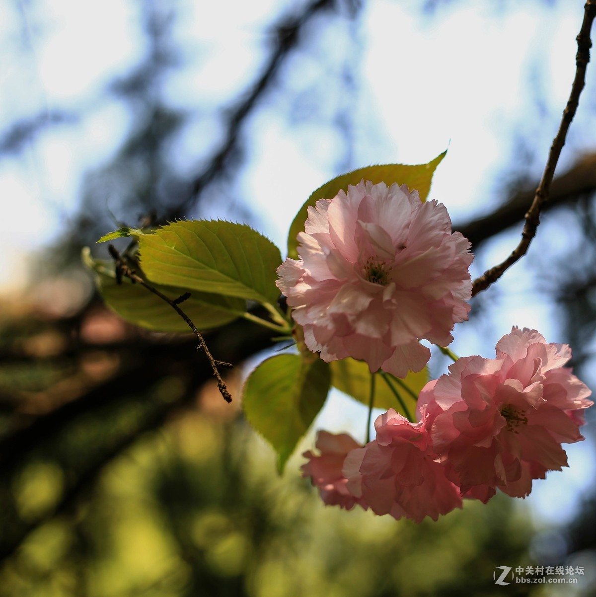 体验一下50mm1.8stm。