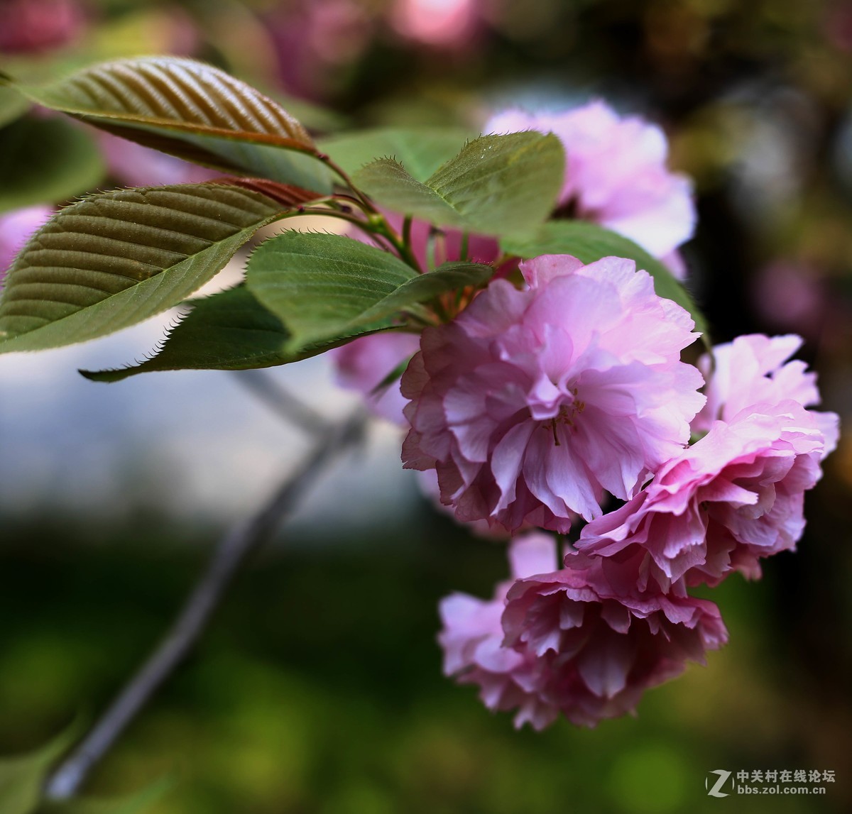 体验一下50mm1.8stm。