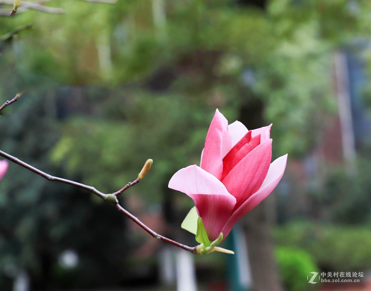 体验一下50mm1.8stm。