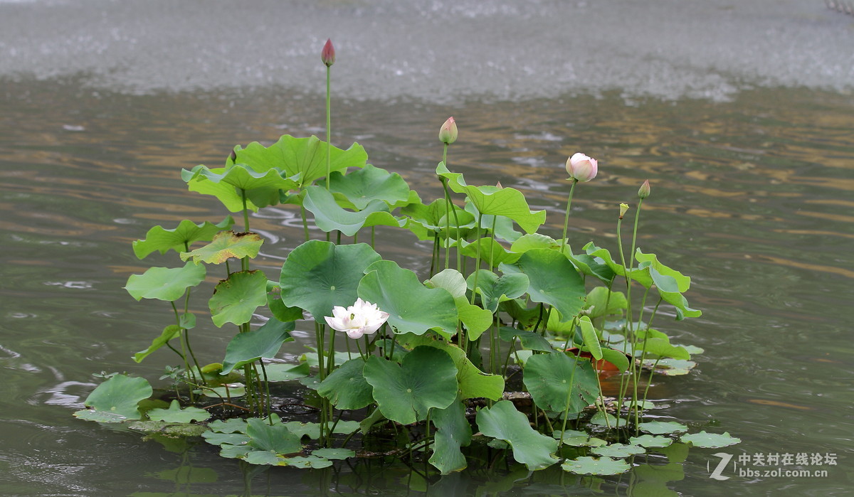 “莲花”