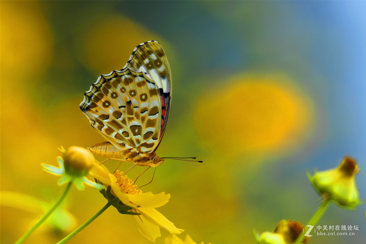 大花蝶与黄金花